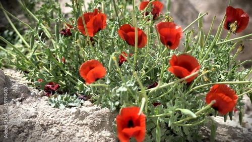 Spring Blossoming of Red Anemones Flowers at Herodium (Herodion). Judean Desert. Israel
