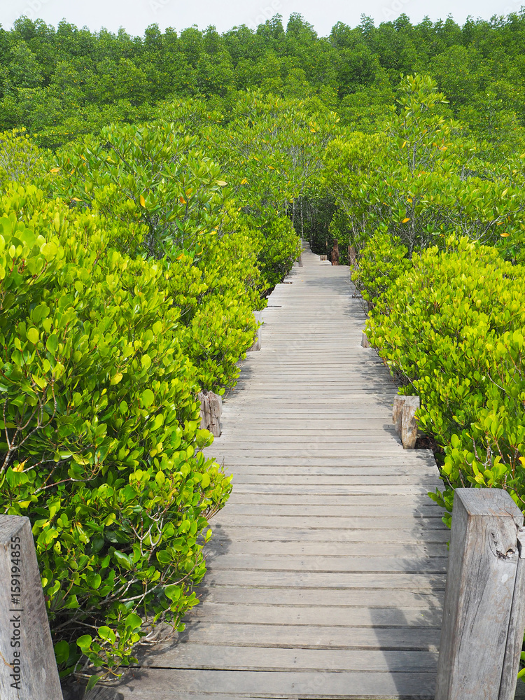 Small wooden walkway A passage into the woods Around the wooden walkway have the trees are bright colors.