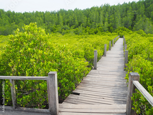 Small wooden walkway A passage into the woods Around the wooden walkway have the trees are bright colors.