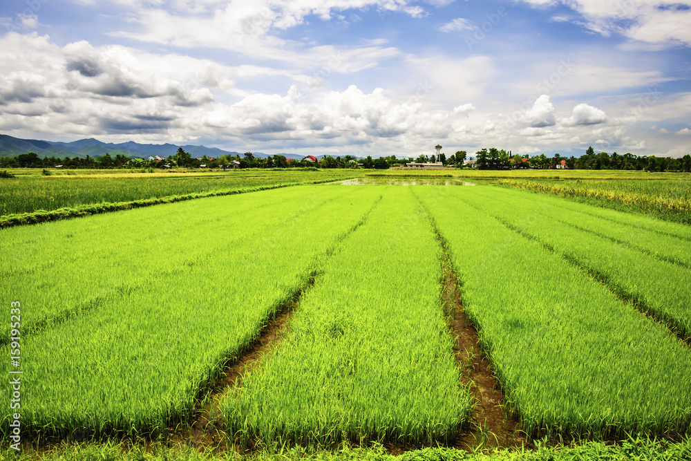 Landscape of young green rice farm