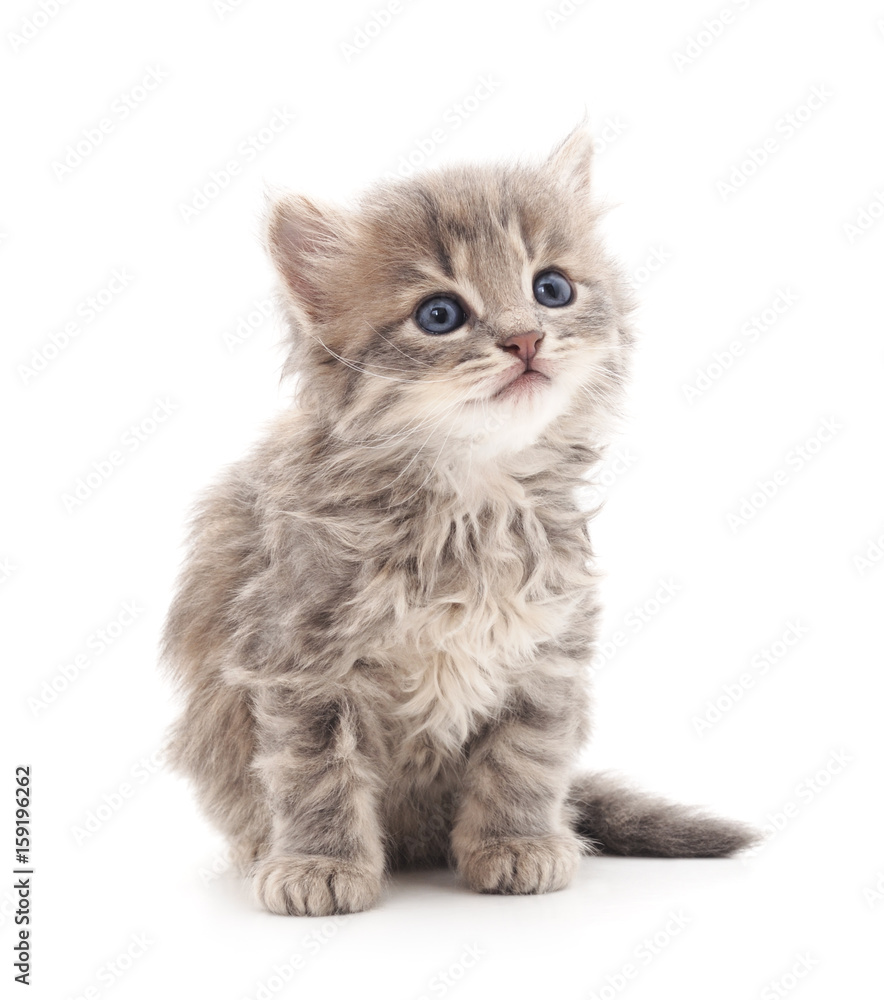 Little kitten. Little kitten.