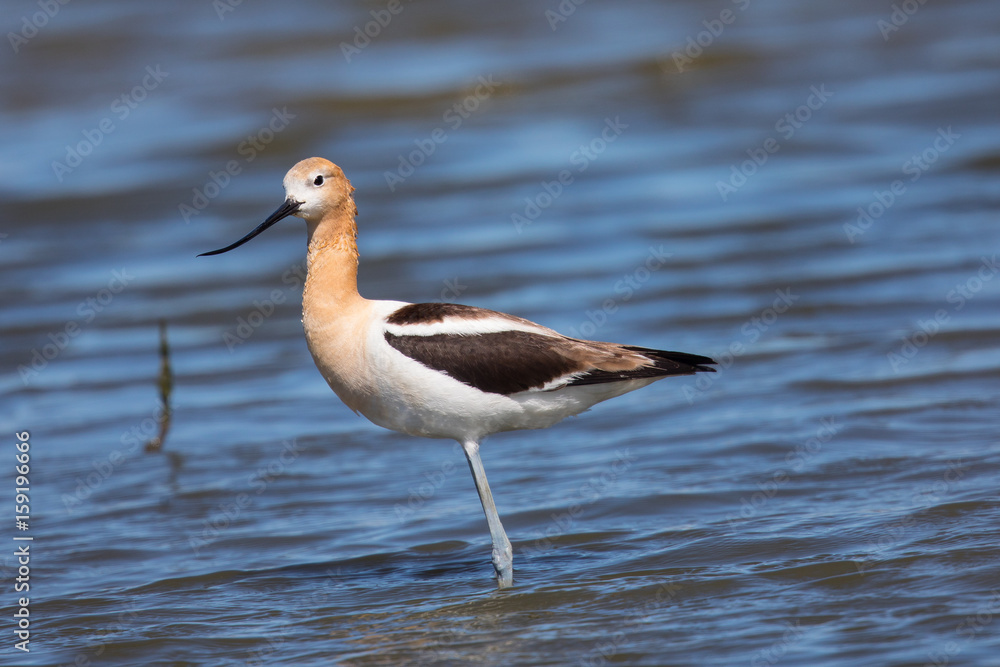 American avocet in the wild, seen in a North California marsh American avocet in the wild, seen in a North California marsh