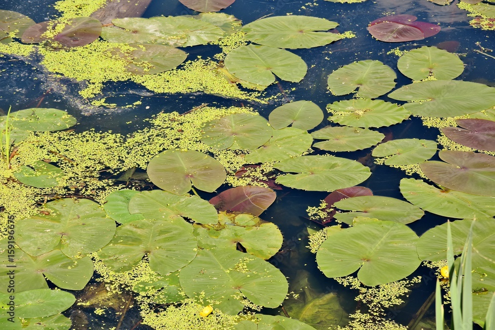Aquatic vegetation Aquatic vegetation
