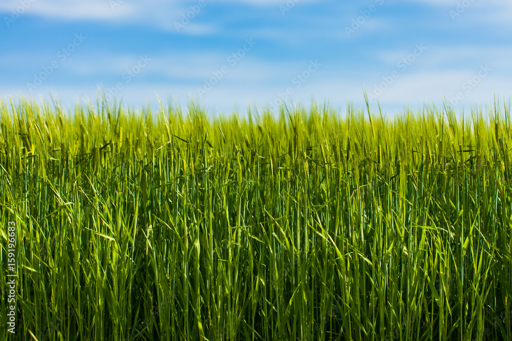 Campo de trigo y cielo azul