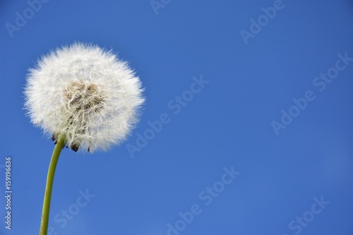 Dandelion against the sky