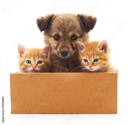 Puppy and two kittens in a box.