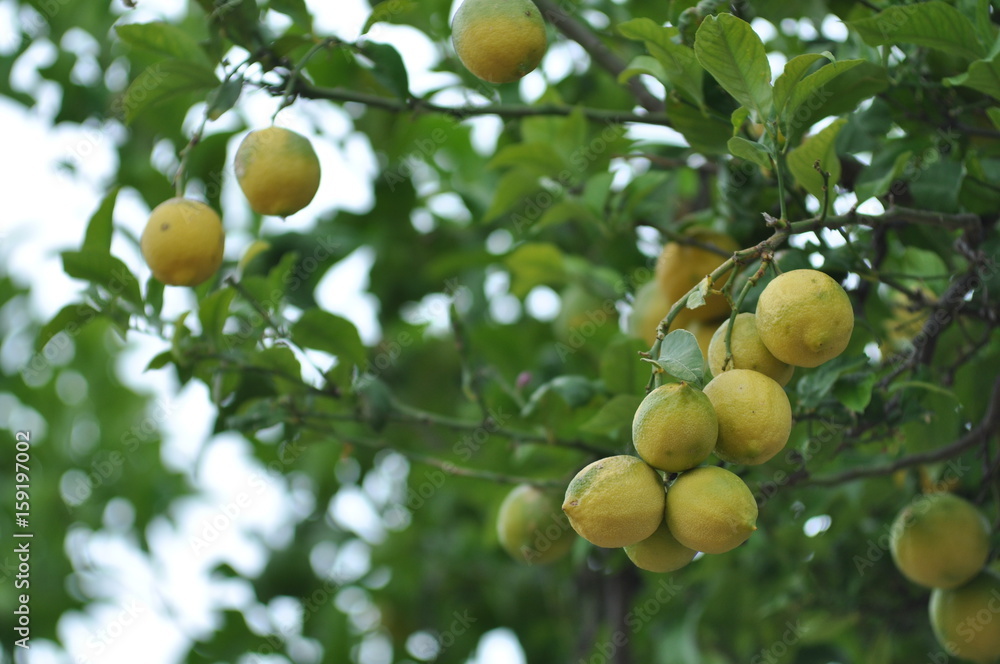 Zitronen am Baum 