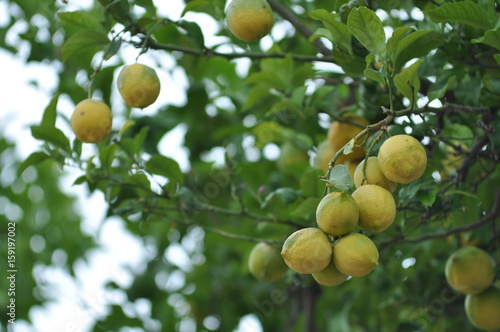 Zitronen am Baum 
