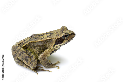 Common English Wild Frog on White Background