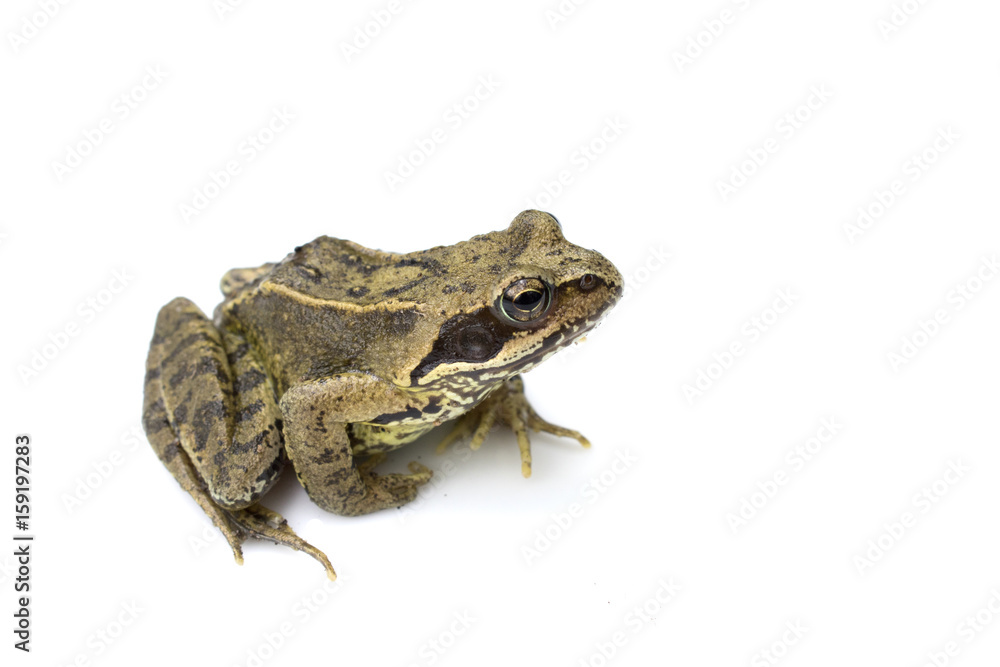 Fototapeta premium Common English Wild Frog on White Background