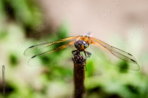 The dragonfly sits on a piece of wood and looks into the camera.