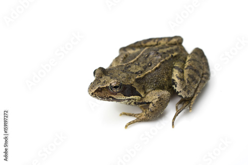 Common English Wild Frog on White Background