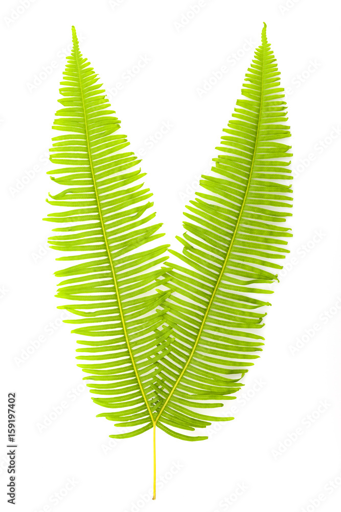 Fresh fern leaves isolated on white background. Fresh fern leaves isolated on white background.
