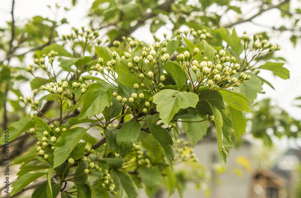 Spring Leaves
Spring Leaves