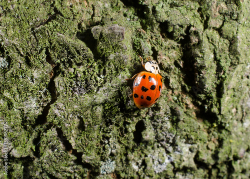 asiatischer Marienkäfer auf Borke