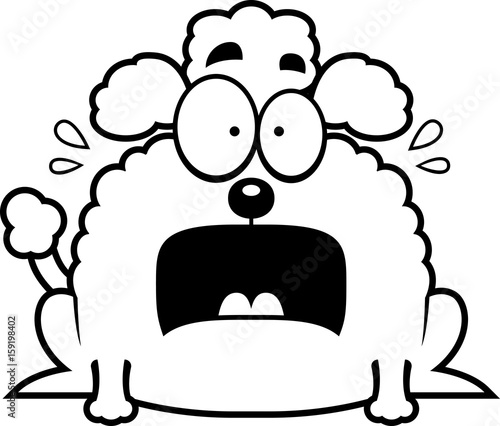 Terrified Little Poodle