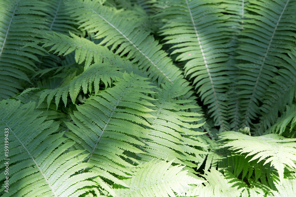 Green summer fern leaves macro pattern texture