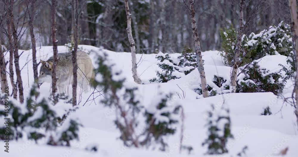 Lone wolf at a approaching in beautiful winter forest Lone wolf at a approaching in beautiful winter forest