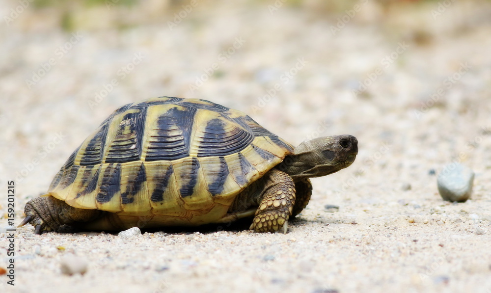 Hermann's Tortoise, turtle on sand, testudo hermanni Hermann's Tortoise, turtle on sand, testudo hermanni