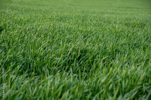 green grain growing in the field