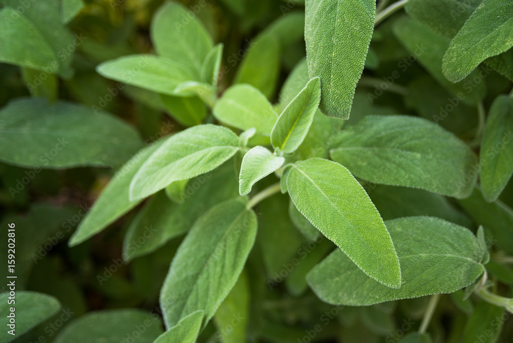 Coltivazione di salvia Coltivazione di salvia