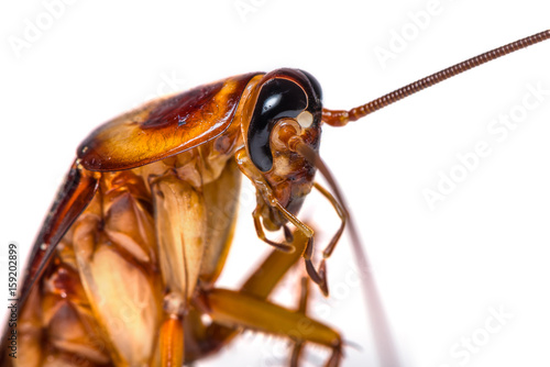 The close up photo of cockroach head isolated on white background.