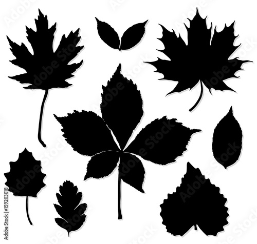 Vector set of leaves silhouette on white background