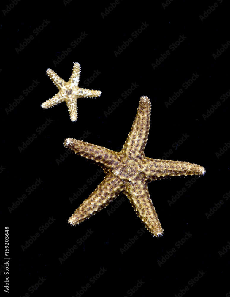 Small Starfish on Plain Background Small Starfish on Plain Background