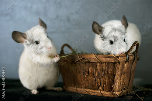 Chinchillas