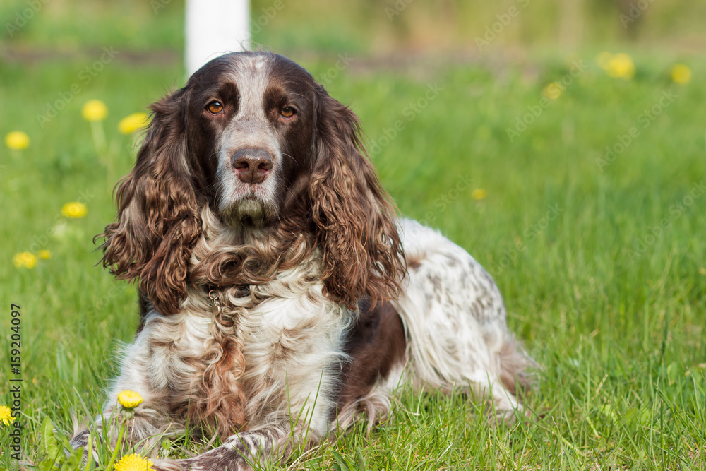 Brown spotted russian spaniel lays on the green grass Brown spotted russian spaniel lays on the green grass