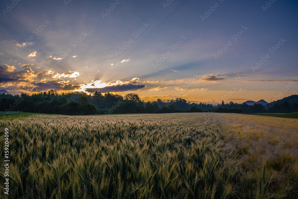 Beautiful view of a sunrise above a large wheat field