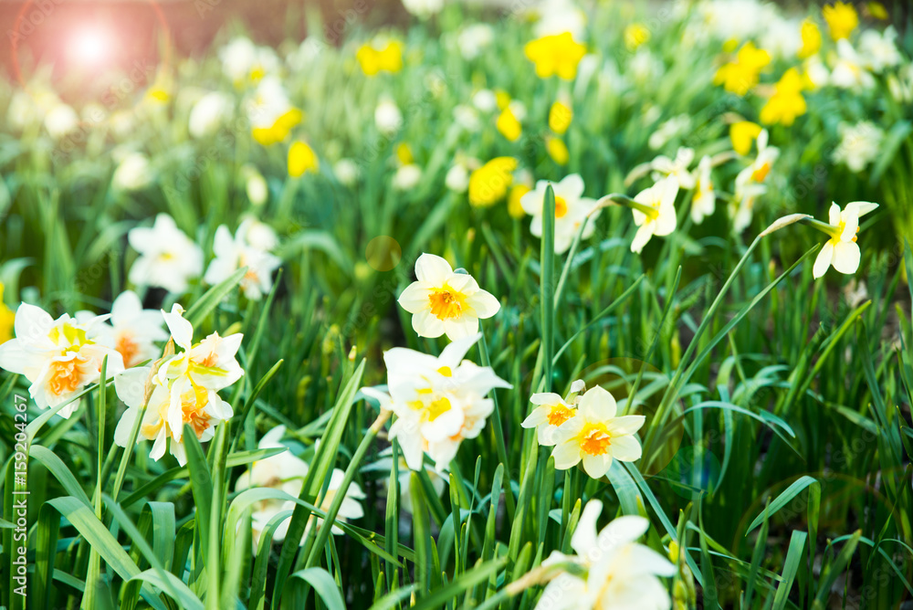 Narcissus Papyraceus, Paperwhite Flowers in Spring Garden Narcissus Papyraceus, Paperwhite Flowers in Spring Garden