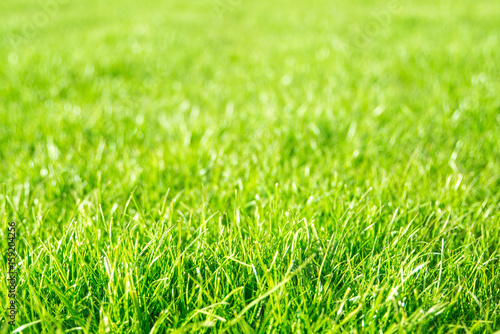 Breen Grass Background
