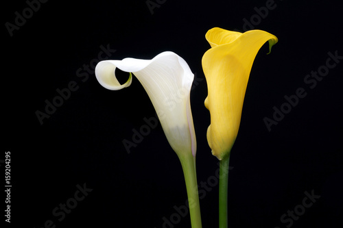 Yellow calla lily, Isolated on black background