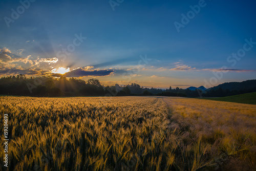 Sunrise over a field of gold