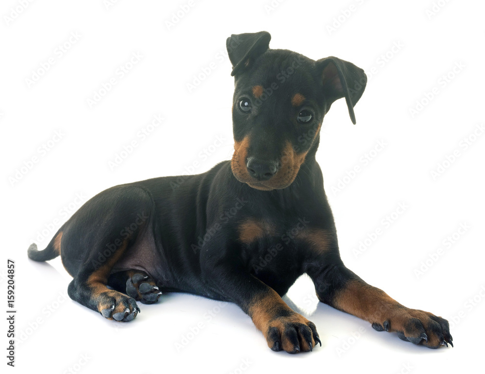 puppy manchester terrier puppy manchester terrier