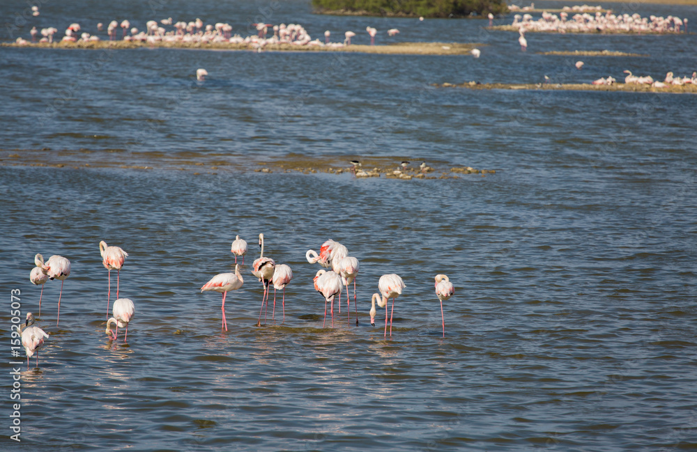 Flamingos at Priolo's saline Syracuse Sicily - Italy