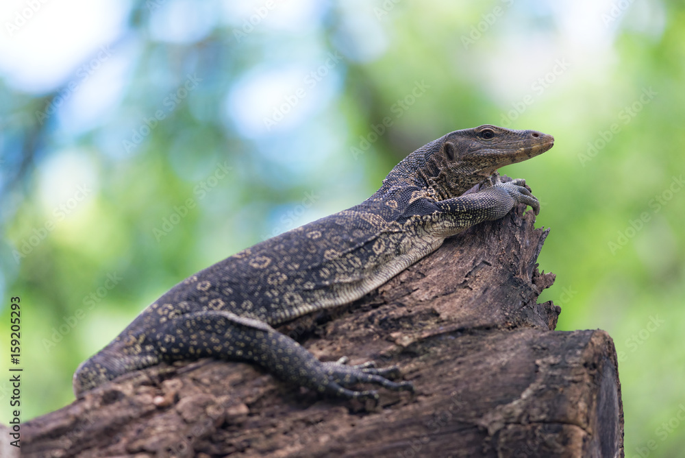 Obraz premium Water Monitor.