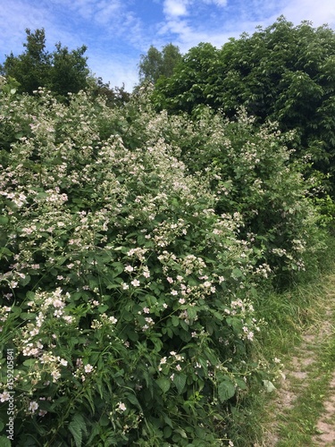 blühende Brombeerhecke photo