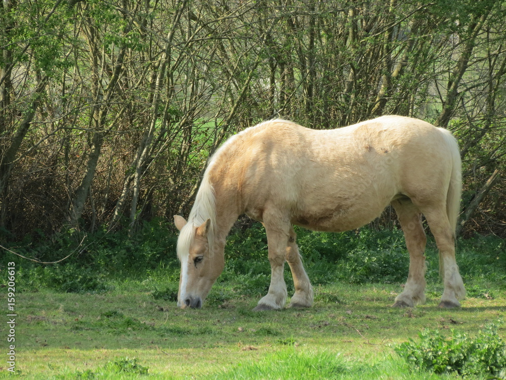 Loire-Atlantique - Parc Naturel Régional de Brière - Kerhinet - Cheval blanc Loire-Atlantique - Parc Naturel Régional de Brière - Kerhinet - Cheval blanc