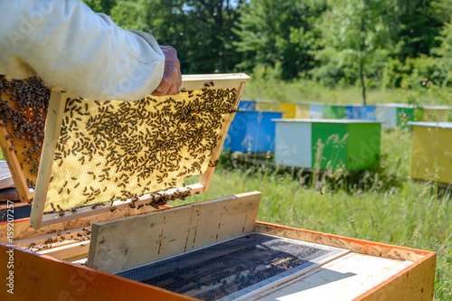 Apiary. The beekeeper takes out from the hive honeycomb with bees. Apiculture.