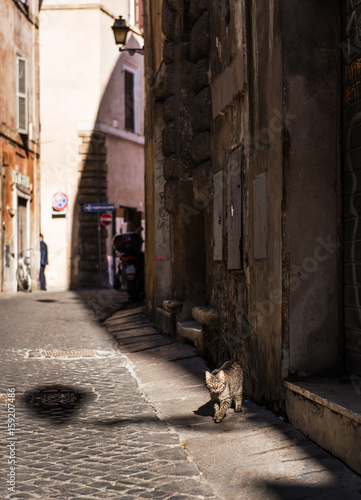 Rome cozy cobblestone narrow street and a cat walking on it. Small street in the center of Rome, Italy. © lenaivanova2311