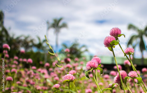 Wild pink flowers in natural, soft focus.