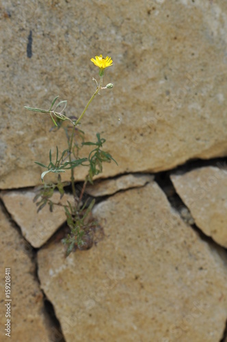 Einsame Blüte photo