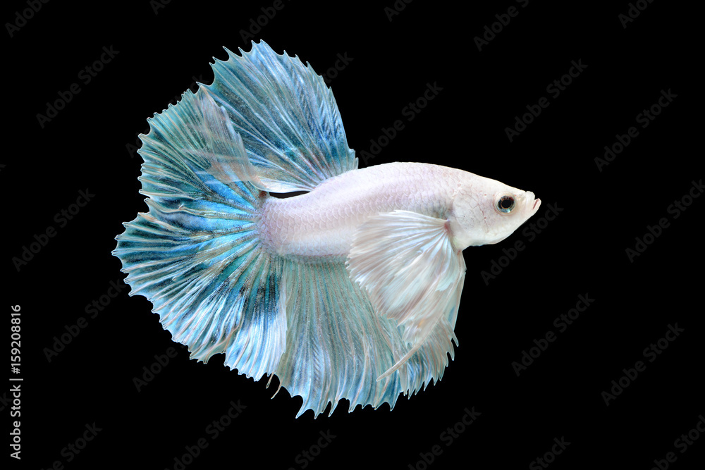 Betta or Saimese fighting fish. Betta or Saimese fighting fish.