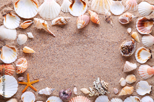 Seashells on the beach sand