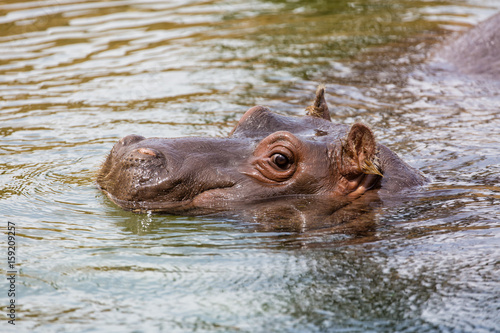 Hippopotamus resting in the water in zoo