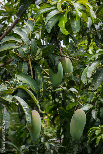 Big mango fruit on the tree