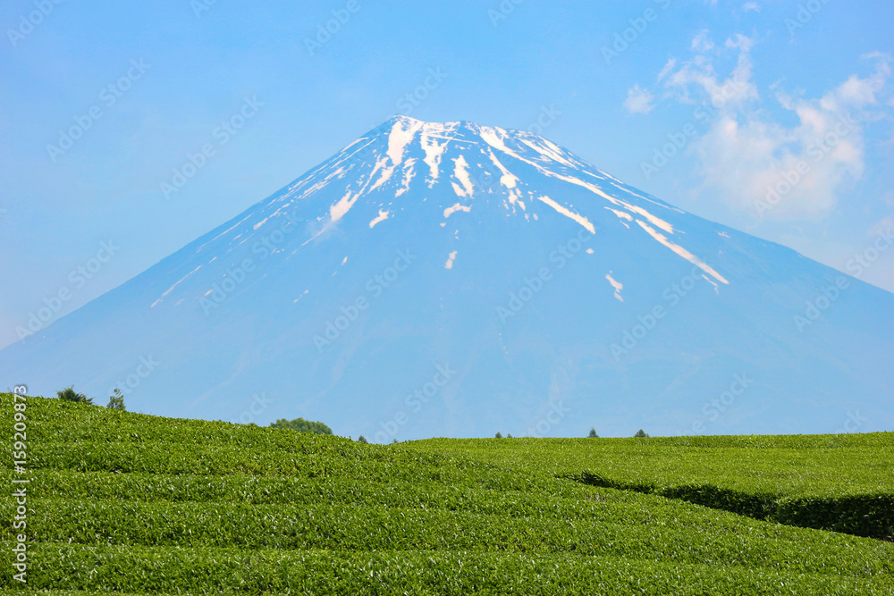 beautiful fuji mountain and fresh green tea farm beautiful fuji mountain and fresh green tea farm