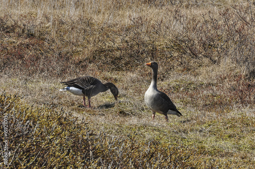 geese in the field